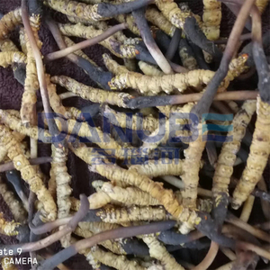 Customized Black Soldier Larva Drying Machine Black Soldier Larva Dehumidifier Processing Equipment - Product Image 3