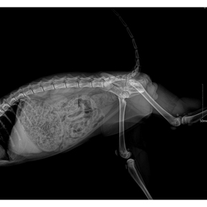 جهاز أشعة سينية رقمي بيطري للبيع مع طاولة أشعة سينية بيطرية - Product Image 5