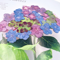 Fiori di Ortensia a Doppio Petalo per Creazione di Biglietti, Gioielli in Resina, Fiori Veri Pressati Naturali ed Ecologici