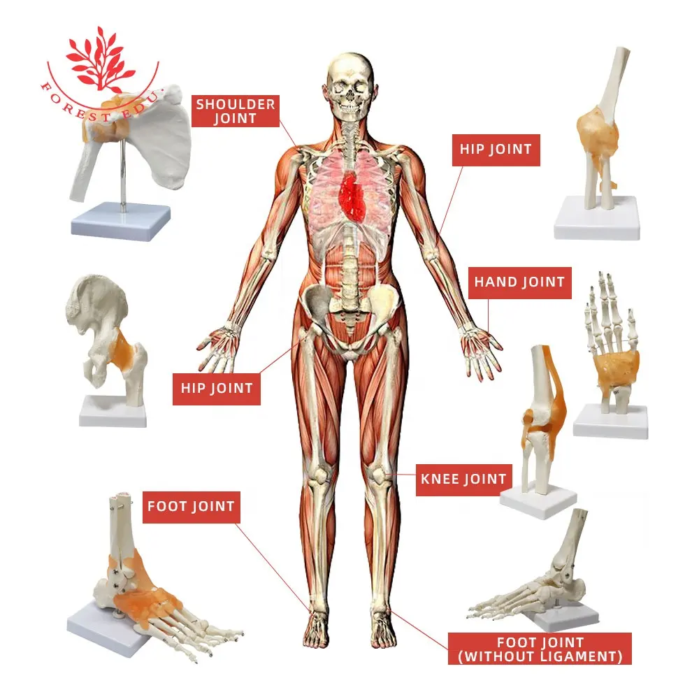 Série de modelos de juntas de demostração, modelos clínicos de ombro humano, cotovelo, quadril, joelho, ligações funcionais para pés e articulações