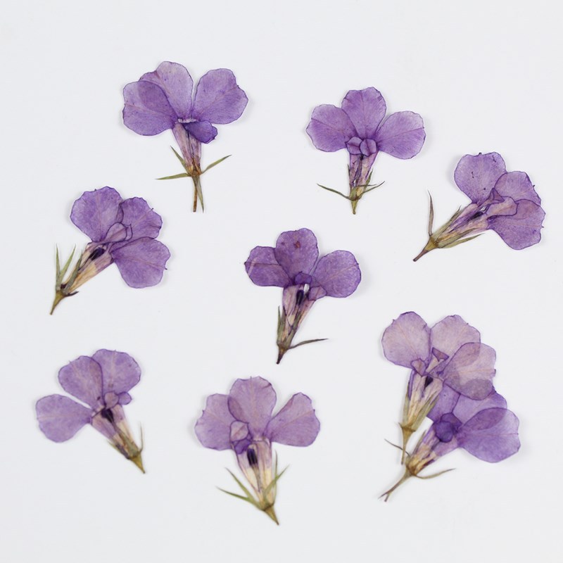 MH99 lilas teint 12 pièces/sac