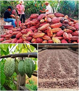 Polvo de cacao superior para hornear y necesidades de salud Suplementos Alimenticios - Product Image 3