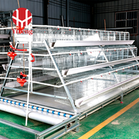 Cage à poules de type A galvanisée pour poules pondeuses, équipement d'élevage avicole automatique, durable pour la production commerciale d'œufs