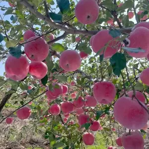 Tanaman baru buah apel merah segar Fuji harga pabrik Apel grosir pemasok Apple segar