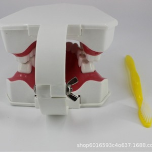 Modelo dental desmontable con aumento de 2x, modelo didáctico para niños de jardín de infantes, cepillo dental, modelo de dentadura postiza, cavidad bucal - Product Image 5