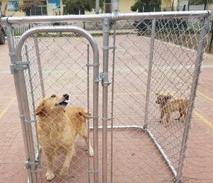 คอกสุนัขเดินกลางแจ้งขนาดใหญ่สำหรับงานหนักพร้อม<span class=keywords><strong>10x10</strong></span>หลังคา - Product Image 6