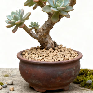 حبيبات تربة الدياتوميت الصفراء عالية الجودة والصديقة للبيئة 1-<span class=keywords><strong>3</strong></span> مم، محسن تربة فعال لتعزيز نمو النباتات، صالح للاستخدام لمدة <span class=keywords><strong>3</strong></span> سنوات - Product Image 6