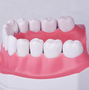 Vendita calda ingrandimento 2 volte di insegnamento orale per bambini forniture dentali protesi 28 modelli di denti possono osservare la radice - Product Image 5