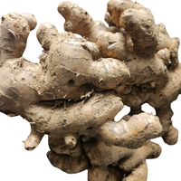 Exportkwaliteit IQF Diepvries Gehele Gember 100% Natuurlijk Gemengd Kasproduct Speciale Vorm 2 Jaar Houdbaarheid Bulk Vietnam 1kg Zak Eetbaar