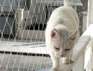 <span class=keywords><strong>Filet</strong></span> de <span class=keywords><strong>chat</strong></span> pour <span class=keywords><strong>balcon</strong></span> 0.8mm X 50mm Mesh - Product Image 2