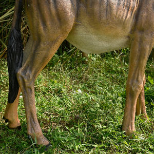 Gran oferta, decoración de jardín al aire libre para Parque, escultura de <span class=keywords><strong>ñu</strong></span> Animal de resina, estatua de <span class=keywords><strong>ñu</strong></span> de fibra de vidrio realista de tamaño real - Product Image 6