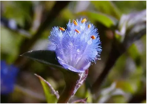 Экстракт Cyanotis Arachnoids: Высококачественный порошок бета-экдистерона от производителя Healthway - Product Image 5