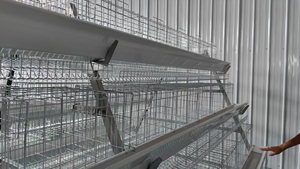 Cổ điển trứng gà lớp gà nâng cao hệ thống a-loại lồng sự lựa chọn đầu tiên cho các nước Đông Nam Á - Product Image 5