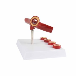 Herramienta de Enseñanza de Educación Médica, Modelo Educativo de <span class=keywords><strong>Arteriosclerosis</strong></span> de 10 Veces el Tamaño Real, Modelo de Arteria - Product Image 6