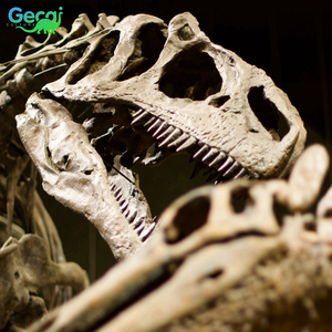 Squelette de dinosaure T-Rex authentique du musée Gecai, à vendre - Product Image 6