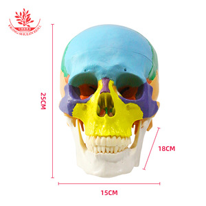 Modèle d'enseignement du crâne FRT021, en PVC, avec pièces colorées naturellement divisées en 3 parties, modèle de crâne adulte - Product Image 1