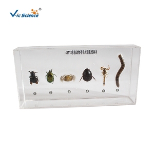 Spécimen d'arthropode en résine, structure corporelle complète d'invertebré pour l'enseignement et l'observation en biologie CE/ISO/ROHS/CNAS - Product Image 5