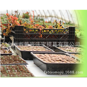 <b>Plastic</b> Seedling <b>Trays</b> Rectangle Multi Cavity Mold Drainage Hole For Nursery Use - Product Image 3