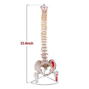 Mô Hình Cột Sống Giải Phẫu Với Mô Hình Dây Cột Sống Thắt Lưng Với Một Nửa Cơ Bắp Tô Màu - Product Image 2