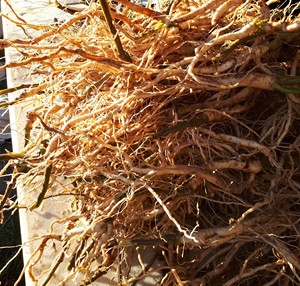 プライベートラベル アシュワガンダ ドロップス サプリメント 抗酸化健康サプリメント アシュワガンダ根エキス ドロップ 大人用 - Product Image 4