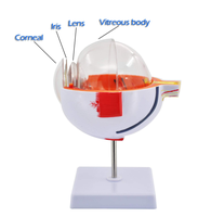 Modelo Anatómico del Ojo Humano Ampliado 6 Veces para la Educación Científica, Estudio de los Estudiantes, Exhibición, Enseñanza Médica, CE/ISO