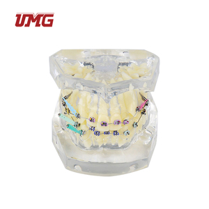 Modelo <span class=keywords><strong>de</strong></span> ortodoncia para entrenamiento Dental, modelo tipodot con soporte <span class=keywords><strong>de</strong></span> Metal transparente para la comunicación <span class=keywords><strong>de</strong></span> los pacientes - Product Image 6