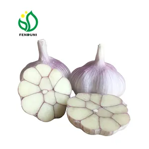 Frischer spanischer Knoblauch (Green Food GARLIC) von China Garlic Supplier