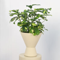Pot de fleurs en ciment de magnésium nordique, design en forme de bol, sur pied, pour fleurs et plantes vertes, style minimaliste YX138