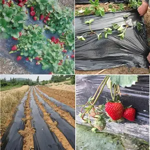 Película de mantillo de plástico negro para agricultura, protector contra escarcha, mantiene el calor, estera de Control de maleza