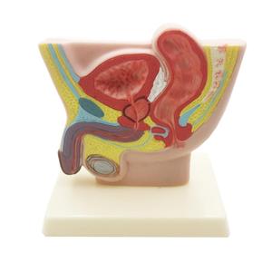 Gelsonlab HSBM-288 Modello dell'Organo Maschile, Modello del Bacino Maschile, Modello dell'Inguine Maschile, Sezione del Bacino Maschile a Grandezza Naturale 1/2 - Product Image 1