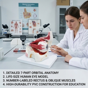 Modelo Anatómico Ampliado de <span class=keywords><strong>Ojo</strong></span> y Órbita para Oftalmología y Enseñanza de la Estructura Ocular Humana, con Certificación CE/ISO/ROHS/CNAS - Product Image 1