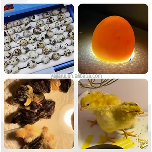 Bán hàng trực tiếp hoàn toàn tự động gà trứng lồng ấp và nở tự động nhiệt độ và kiểm soát độ ẩm nở máy - Product Image 6