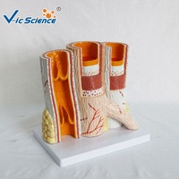 Modèle de PVC de tissu humain Structure stéréoscopique artérielle modèle éducatif de Science médicale anatomique pour le corps humain