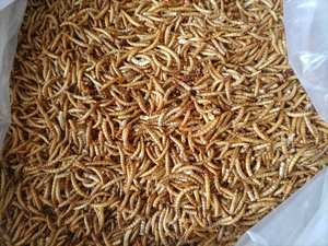 100% ללא GMO טבעי מיקרוגל תולעי קמח יבש תולעי דם למכירה/מזון לחיות מחמד עבור תרנגולות ציפור בר - Product Image 2