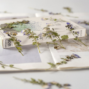 Clochette canterrie naturelle avec Branches, artisanat à faire soi-même, plante naturelle, <span class=keywords><strong>fleur</strong></span> pressé, écologique - Product Image 5