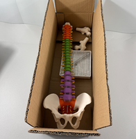 Modèle de vertèbres et colonne vertébrale colorées de 45 cm, modèle d'anatomie du squelette humain pour l'enseignement des articulations
