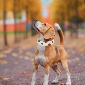 JANYO di lusso regolabile in vera pelle collari per cani e gatti di alta qualità - Product Image 5