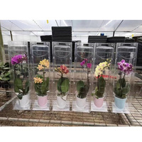 Emballage en blister personnalisé pour fleurs, conteneur en plastique transparent pour plantes vivantes