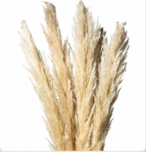 Plumas de Pampa Naturales Secas, Blancas y Esponjosas para Decoración de Bodas y Hogar, Manualidades - Product Image 1