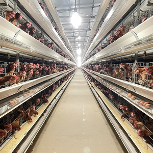 Jaula automática de alimentación tipo H y recolección de huevos para poner jaulas para aves de corral - Product Image 1