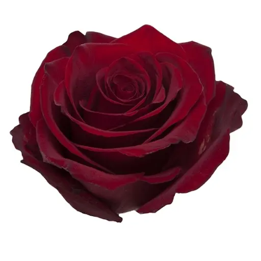 Premium quality Real fresh cut flowers red roses variety Explorer 60 cm natural not artificial decorative flowers