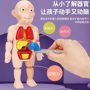 बच्चे 3 डी पहेली मानव शरीर शरीर रचना मॉडल शैक्षिक शिक्षण अंग टोरो कंकाल प्रारंभिक शिक्षा मानव अंग मॉडल - Product Image 5