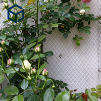 En stock, filet de soutien pour plantes grimpantes en PE résistant aux UV, maille diamantée, pour serres, cours et jardins extérieurs
