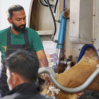Ligne d'abattage rituel halal pour bovins à prix d'usine, boîte de rotation pour le rituel d'abattage des vaches, pour les grandes machines d'abattoir