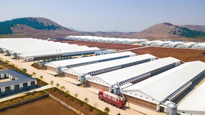 Chi phí thấp hiện đại prefab đẻ trứng gà Coop nhà xây dựng thiết kế chăn nuôi gà sữa cho trứng - Product Image 3