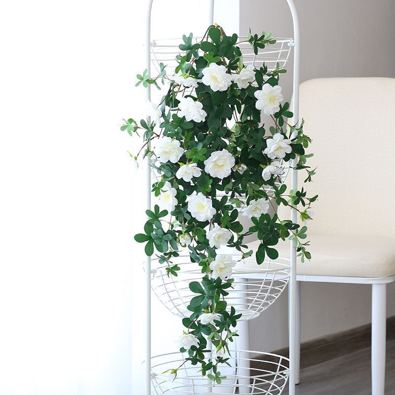 Fleurs blanches du jasmin