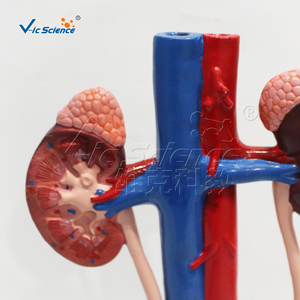 Modèle de simulation de système urinaire stéréoscopique humain féminin Life-Szie avec urètre urinaire de vessie d'uretère de rein - Product Image 5