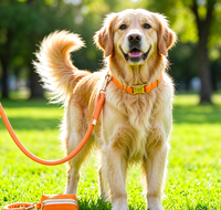 Collier simple en PU pour animaux de compagnie, laisse pour chien et chat, sac à déjections canines, corde ronde