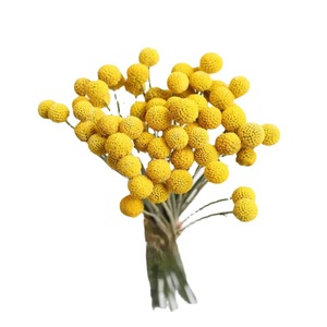 Fleur séchée Craspedia Globosa (Boule dorée) de l'usine du Yunnan pour la décoration de mariage - Product Image 6