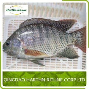 Meilleur Prix Tilapia Frais Congelé <span class=keywords><strong>Filet</strong></span> De Poissons - Product Image 2